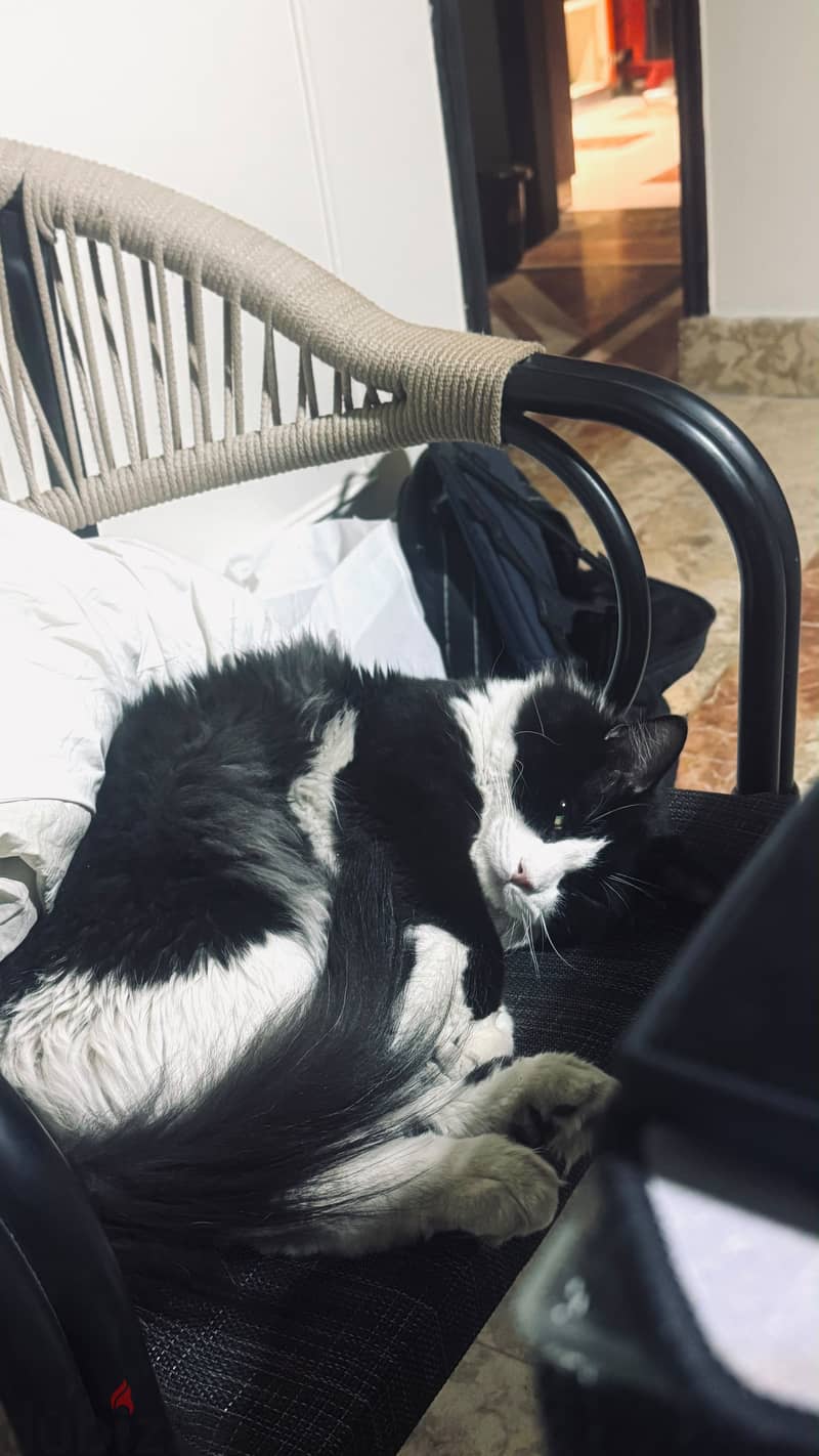 For adoption 5