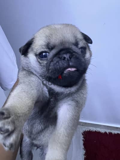 Pug dog