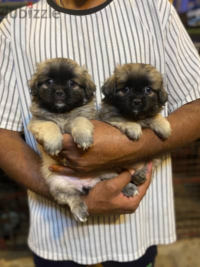 Pekingese