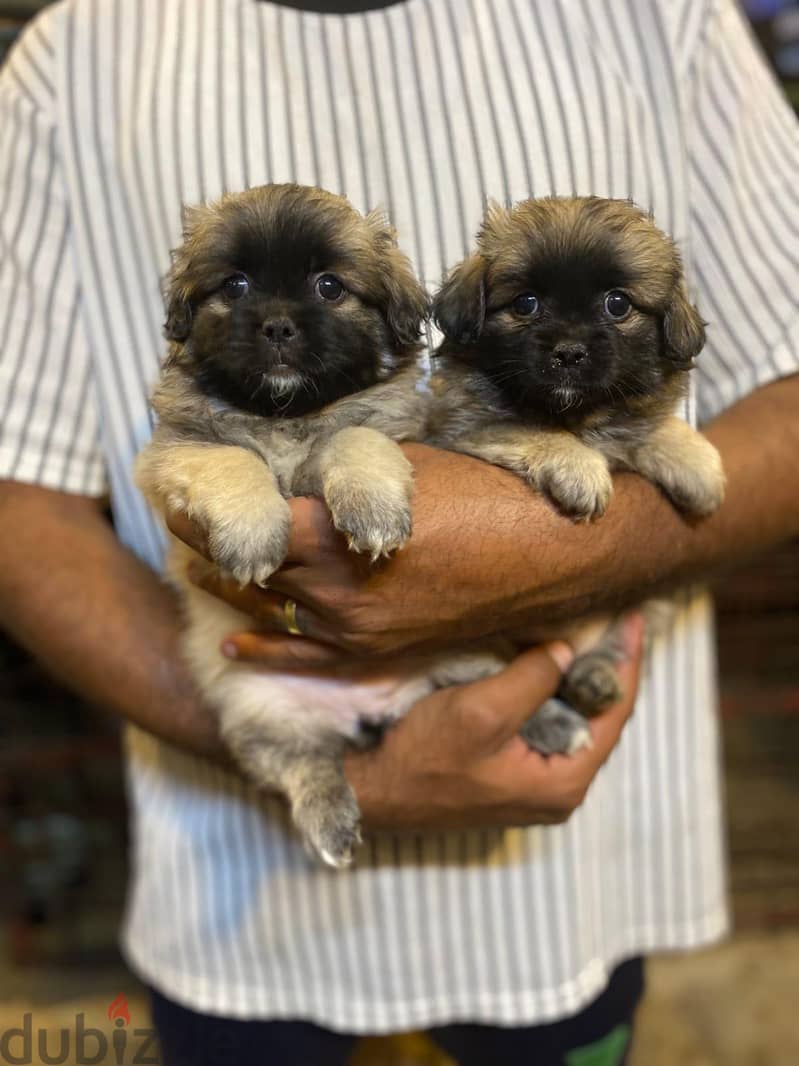 Pekingese 1