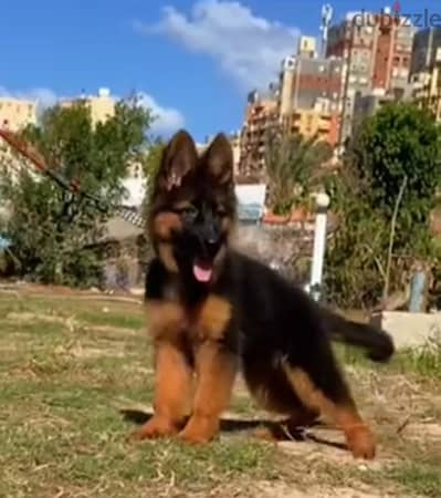 german shepher