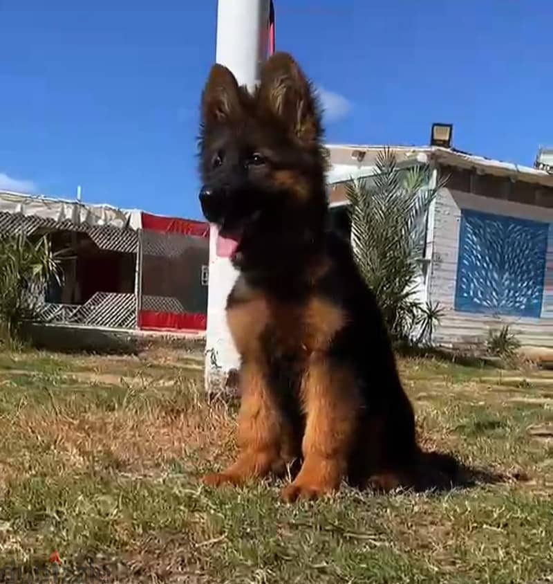 german shepher 1
