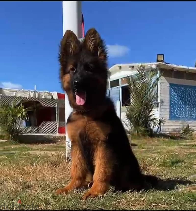german shepher 2
