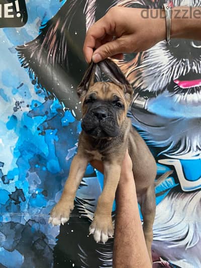 cane corso