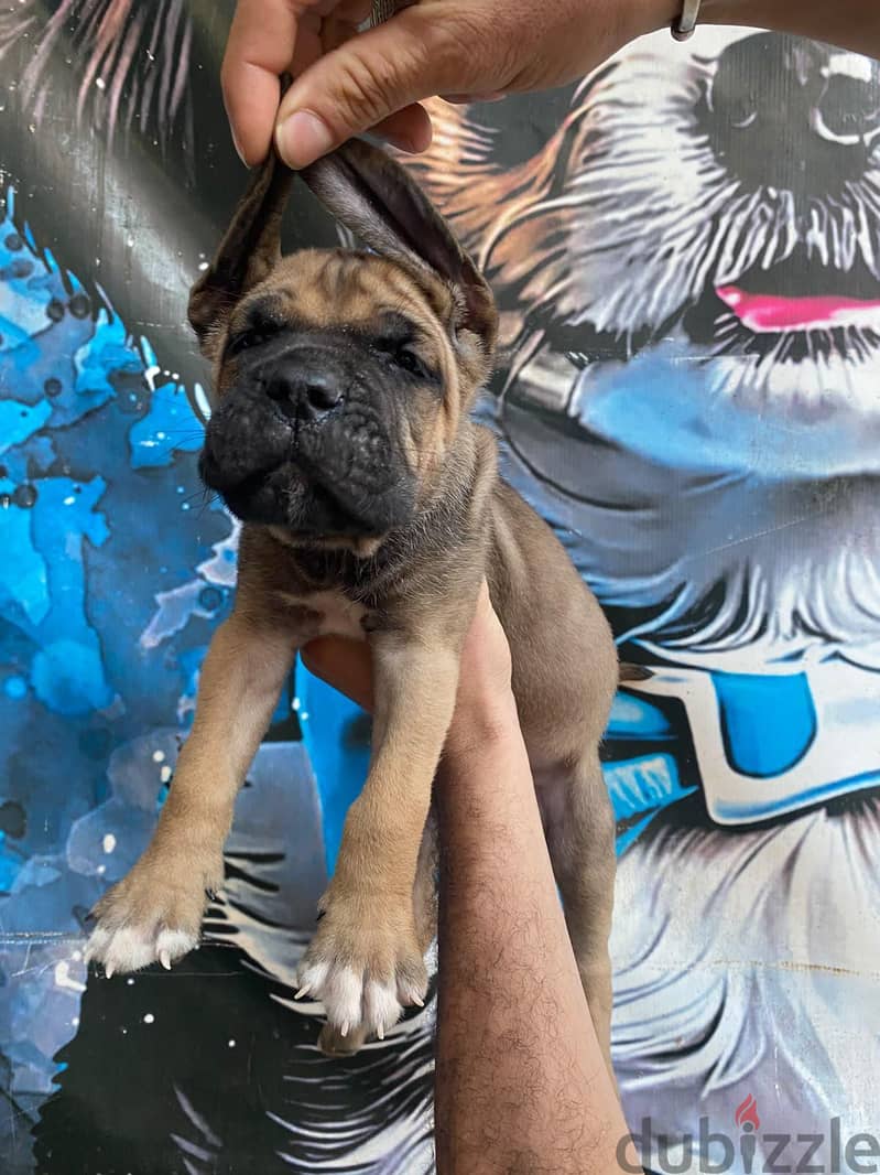 cane corso 1