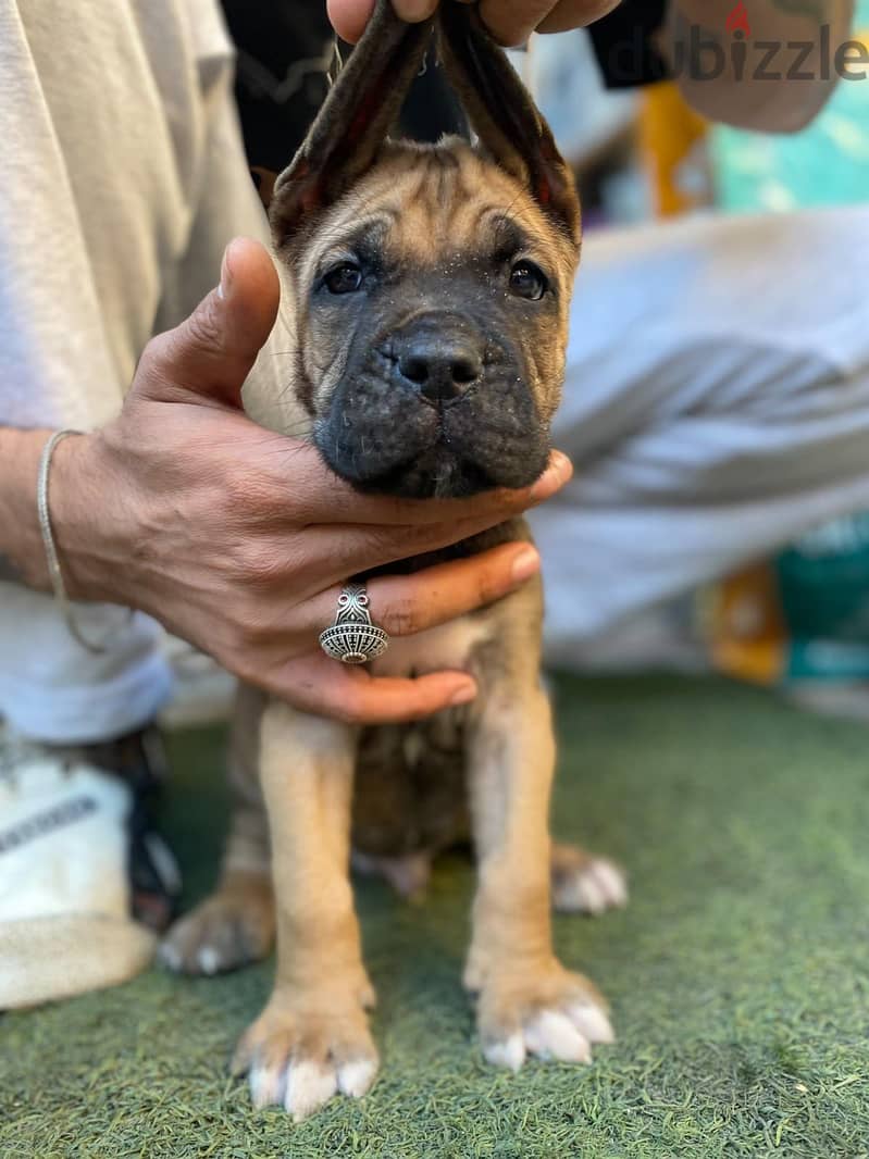 cane corso 2