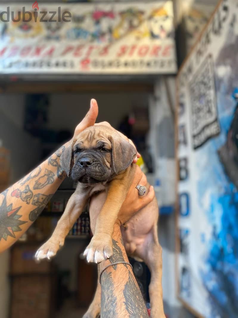 cane corso 4