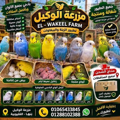 بادجي ( استرالي)