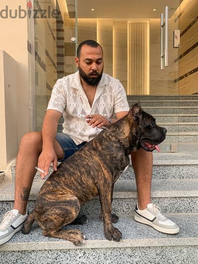 CaneCorso for Sale