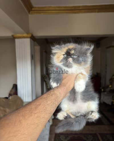 انثي كاليكو  كلاسيك دبدوبة