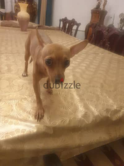 شيواوا أنثى صغيرة وجميلة، لونها بني فاتح وودانها كبيرة. نشيطة ولعوبة و