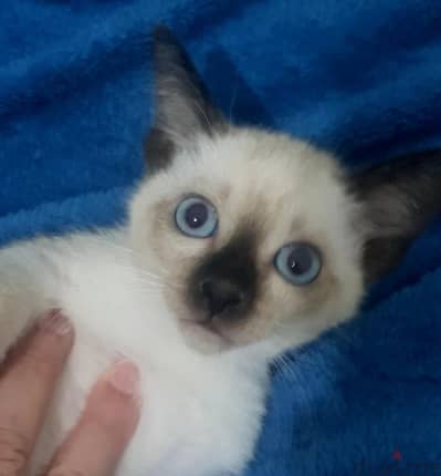 سيامي ولد سيامى  purebred Siamese kittens male