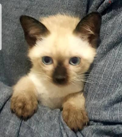 سيامي ولد سيامى  purebred Siamese kittens male