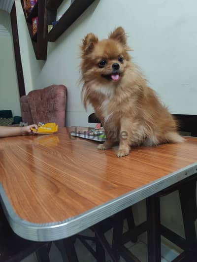 Female Pomeranian imported parents