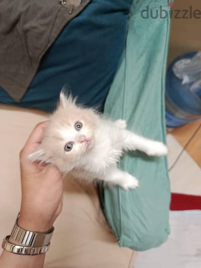 قطه شيرازى للبيع