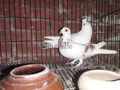 قص استراليات شغال