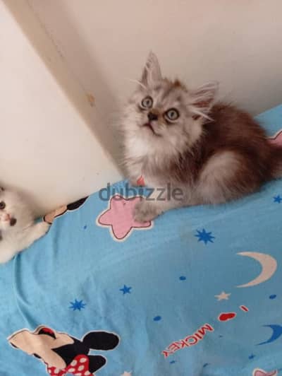 ولدين زى القمر الشقيه وبياكلو كل شىء