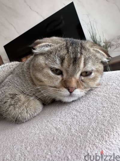 Scottish fold kitten 6 months