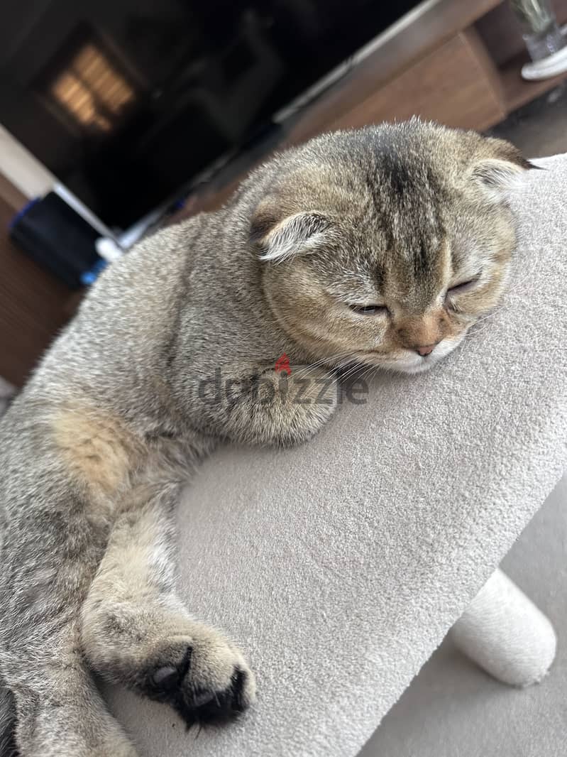 Scottish fold kitten 6 months 1