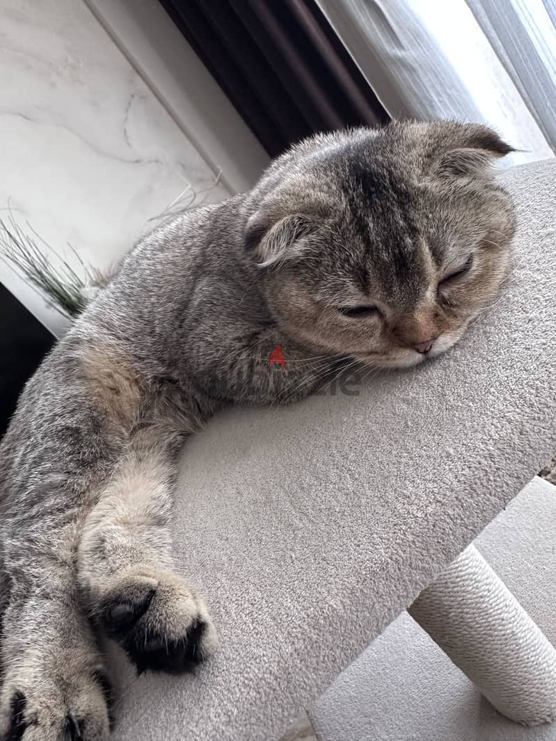Scottish fold kitten 6 months 2