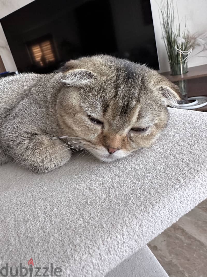 Scottish fold kitten 6 months 3
