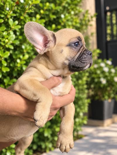 french bulldog _ فرينش بولدوج