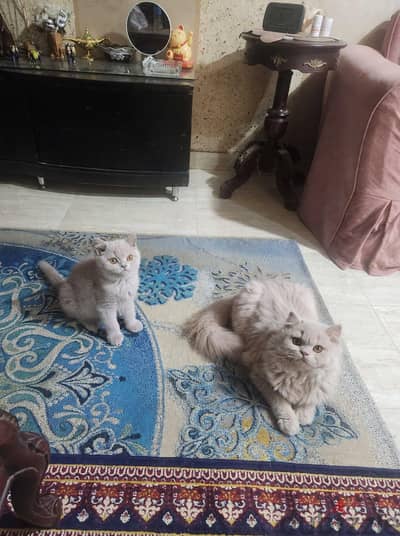 3 Lilac British & Single Fold Females - Vaccinated
