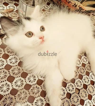 قط  شيرازي بيور cat  Pure Himalayan & Persian Kittens