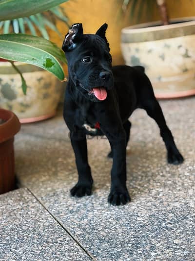 Canecorso puppies