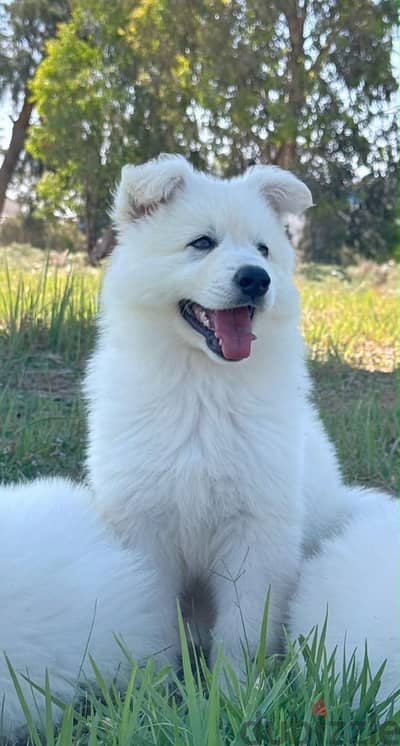 white German Shepherd