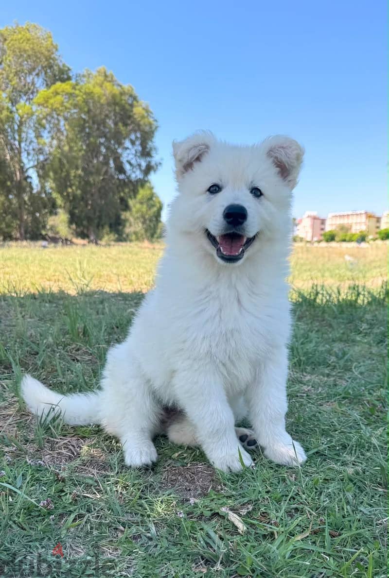 white German Shepherd 1