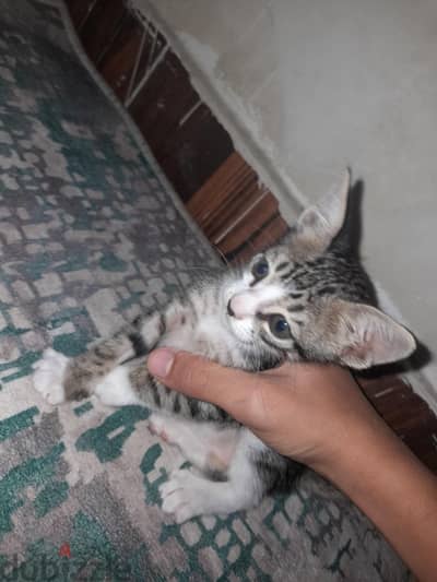 قطه جميله