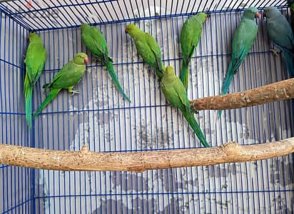 دره هندى اخضر