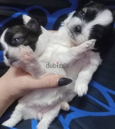 دباديب شيه تزو بيور للبيع