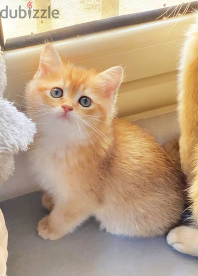 British Cat Gold Ny12 & By12 قطط بريتش جولد