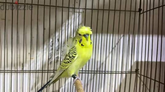 Birds