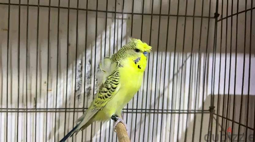 Birds 1