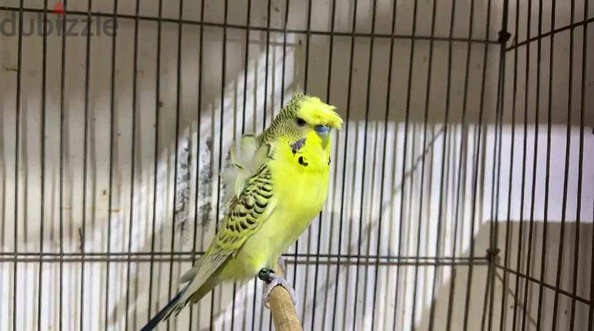 Birds 2