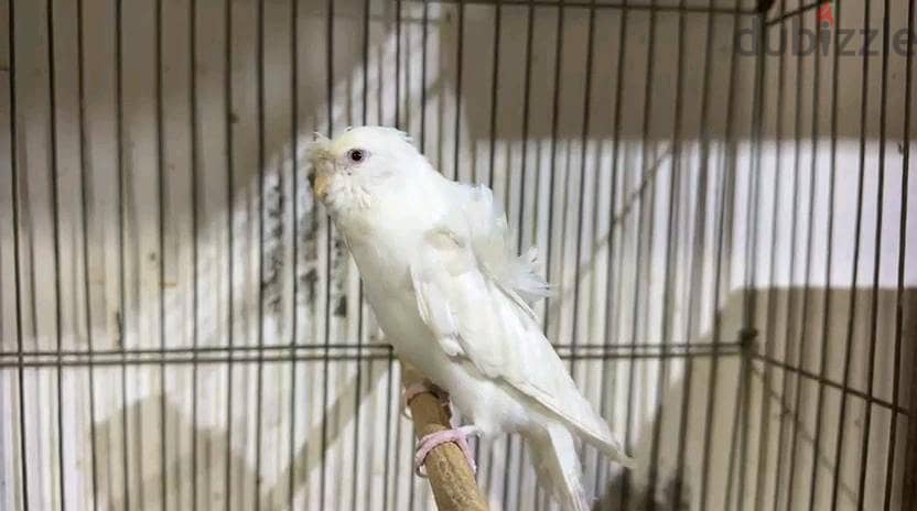 Birds 4