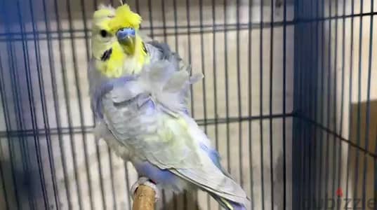 Birds