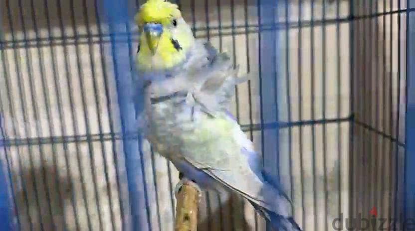 Birds 2