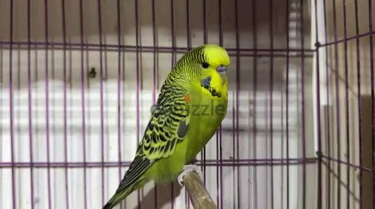 Birds