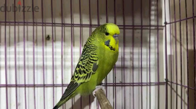 Birds 1