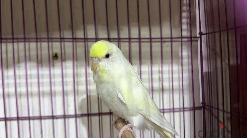 Birds 2