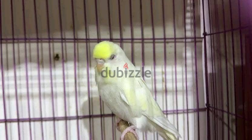 Birds 3
