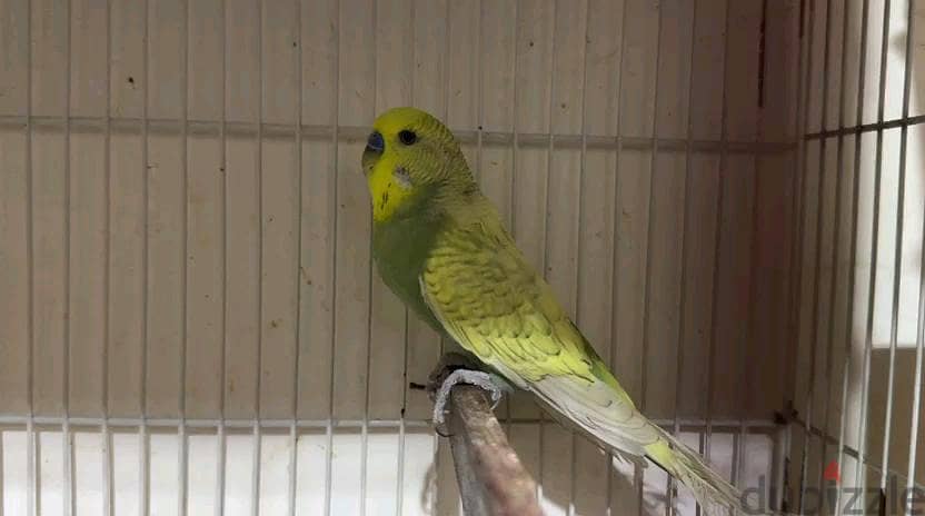 Birds 1