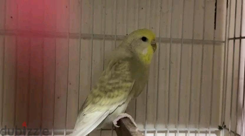 Birds 3