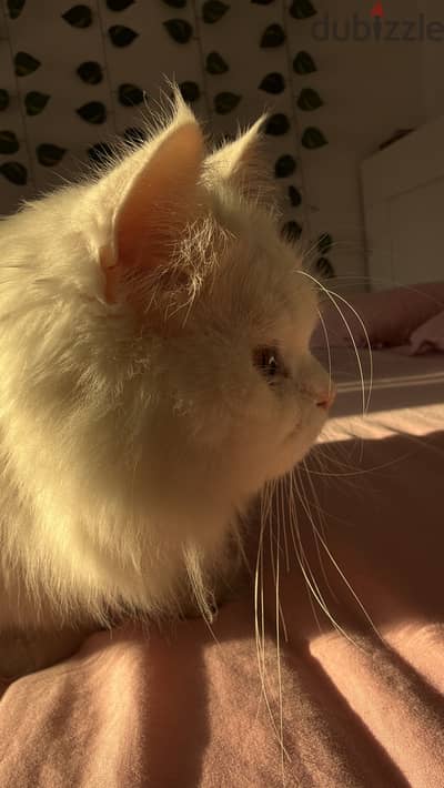 Cat for adoption