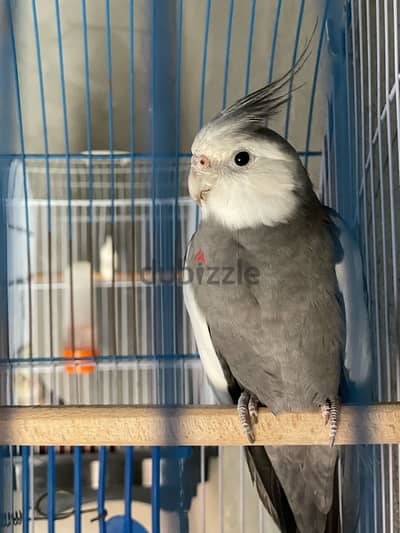 عصفور كوكتيل وايت فيس ذكر عمر سنه ونص