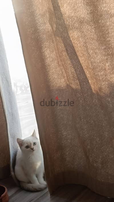 انثى سكوتش ستريت ns1233